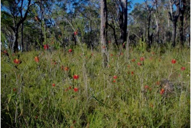 X-vormige melaleuca