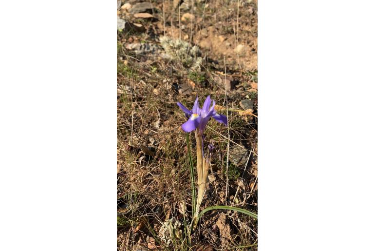 Moraea sisyrinchium -2721