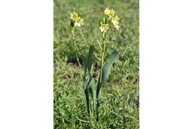 Pauw iris