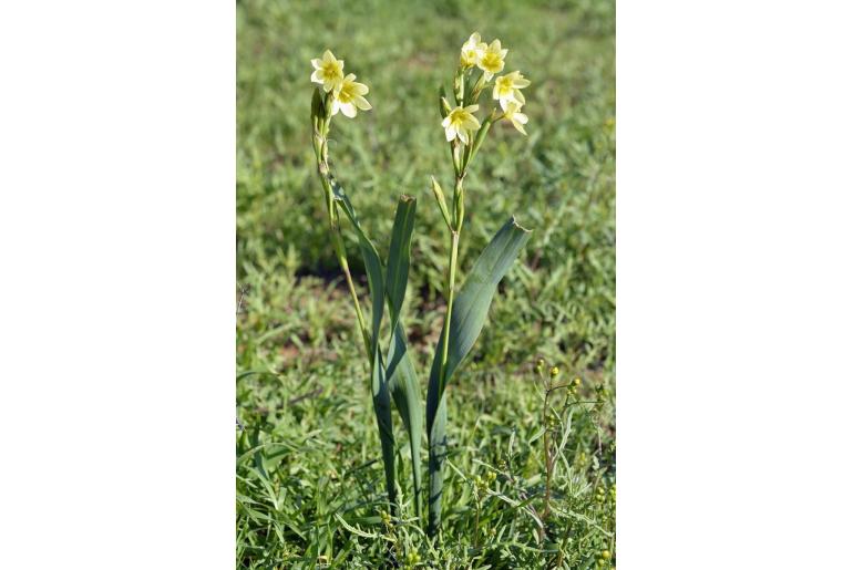 Moraea marlothii -2724