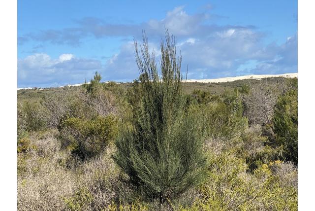 Lehmann's casuarina