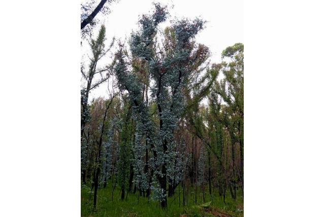 Gippsland moeras Eucalyptus Gippsland moeras Eucalyptus