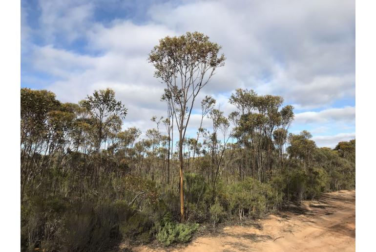 Eucalyptus creta 2735