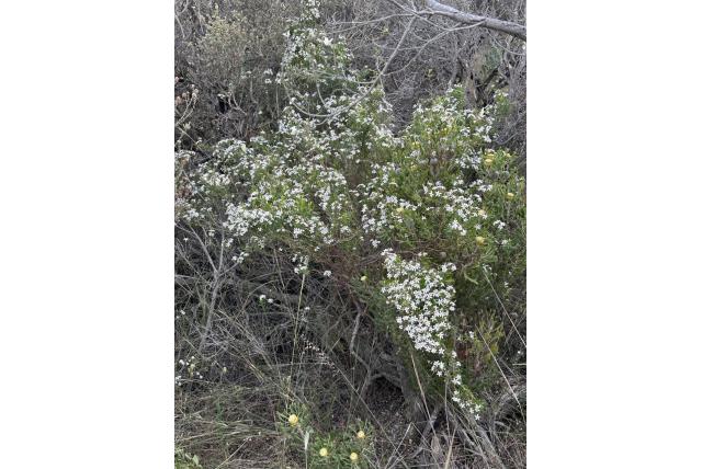 Versmallen-bladerige Marianthus
