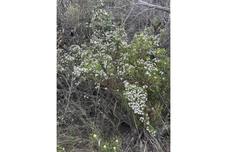 Billardiera lehmanniana&nbsp;2736