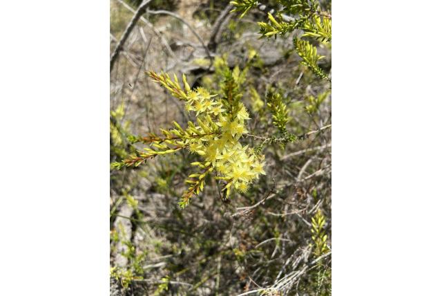 Gele sterrenbloem