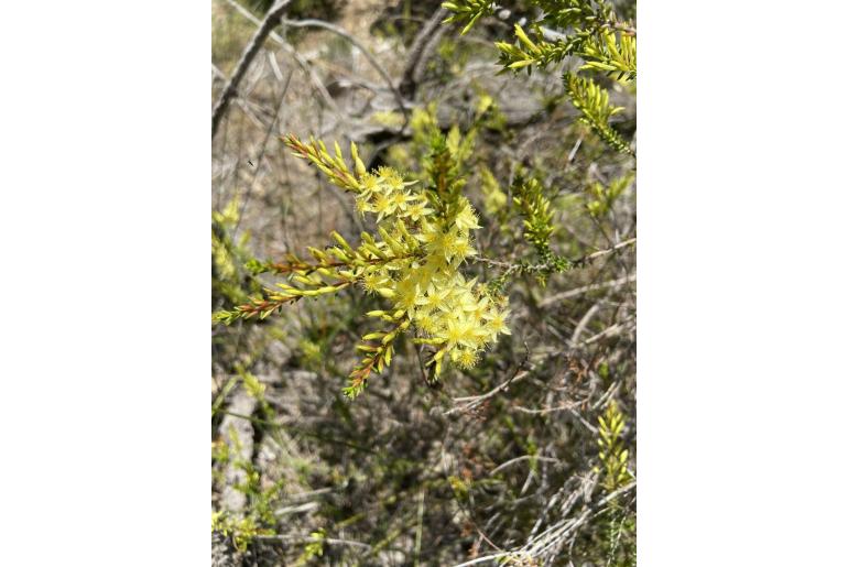 Calytrix angulata -2748