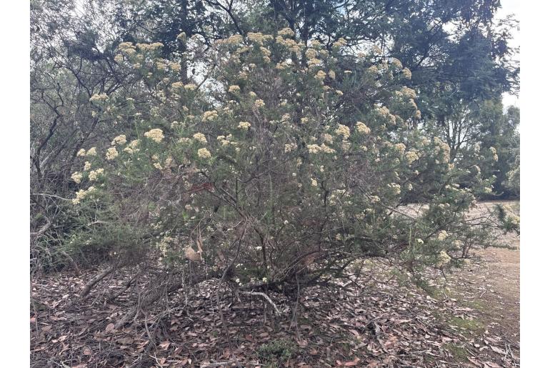 Cassinia aculeata&nbsp;2757