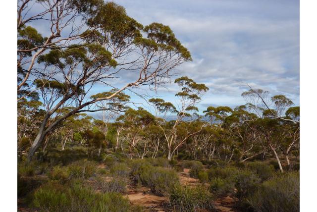 Limiet Eucalyptus Limiet Eucalyptus