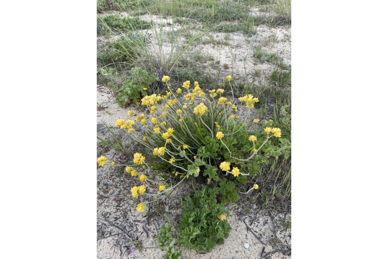 Conostylis aculeata&nbsp;2771