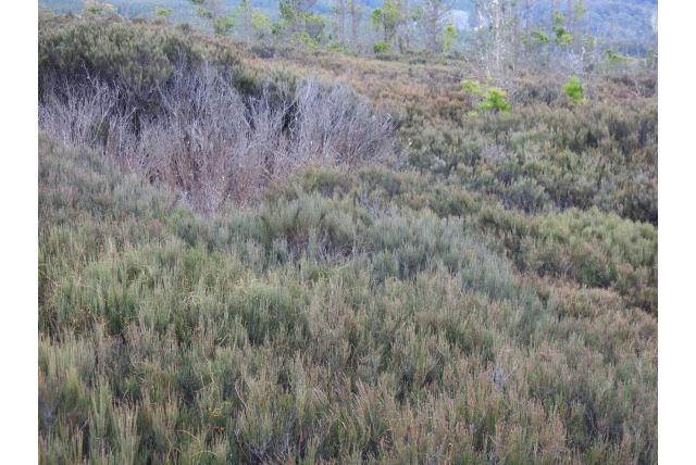 Dwerg casuarina
