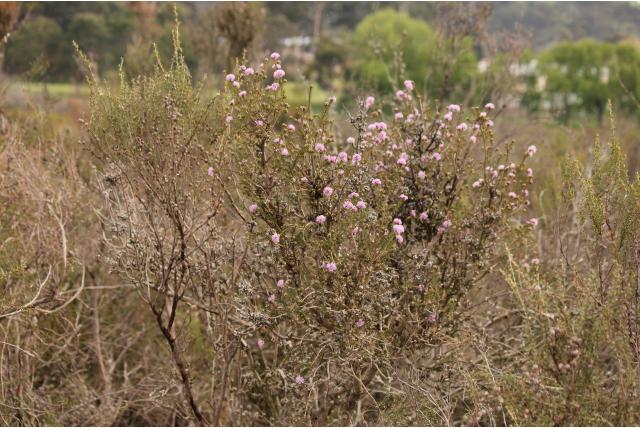 Moeras Melaleuca