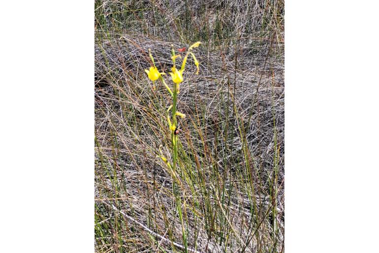Moraea pendula -2783