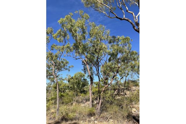 Eucalyptus van Katherine gorge