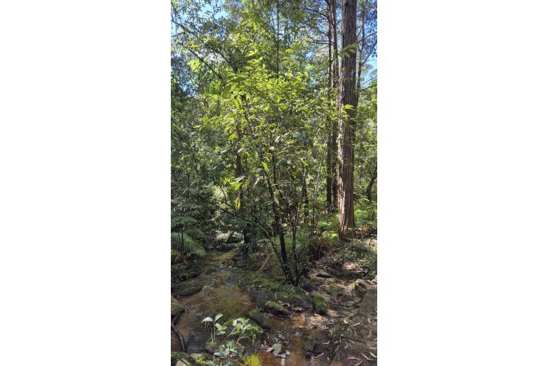 Callicoma serratifolia -2793