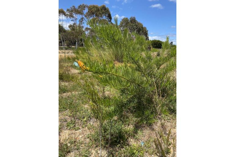Callistachys lanceolata -2794