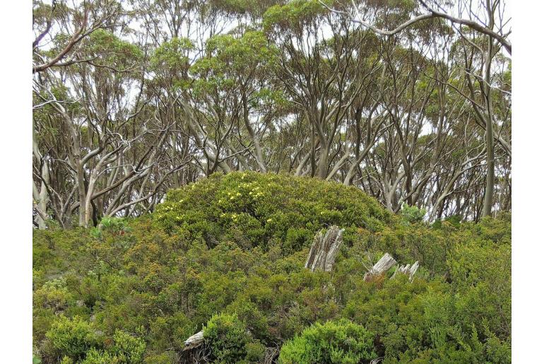 Melaleuca pityoides -2795