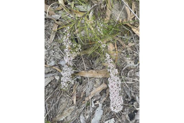 Naaldbladige conospermum