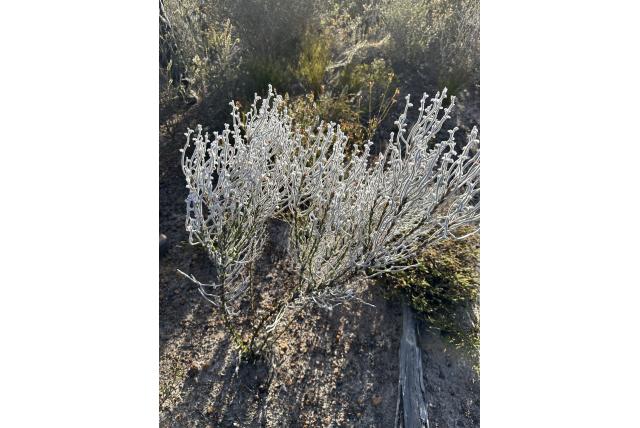 Conospermum met schutbladeren