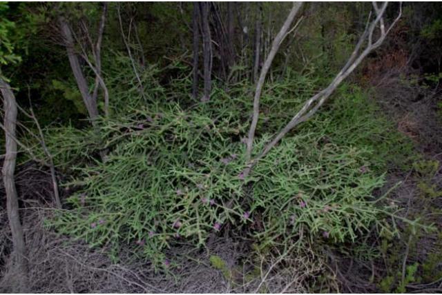 Elegant Melaleuca