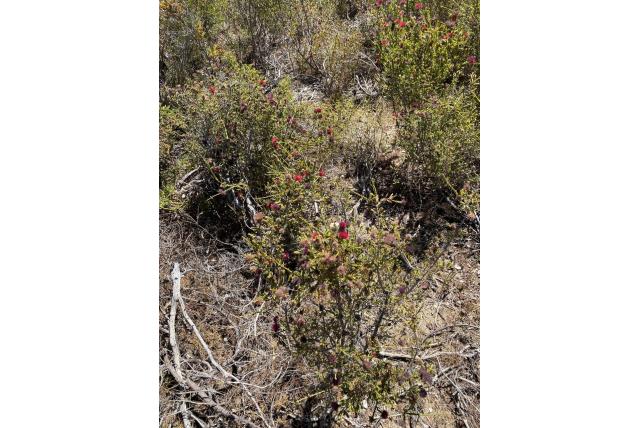 Paarse melaleuca