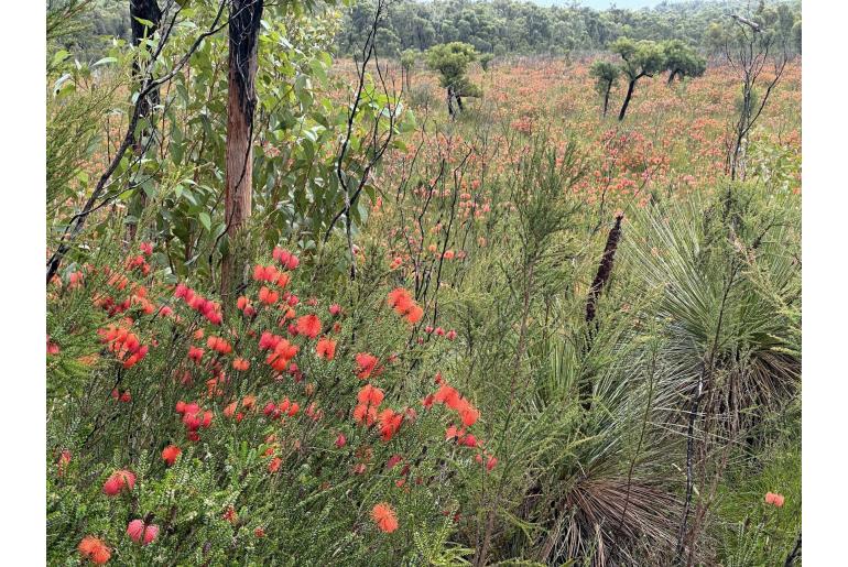 Melaleuca sparsa -2835