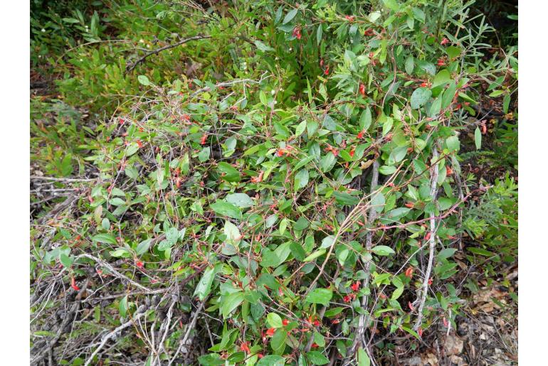 Marianthus erubescens&nbsp;2837