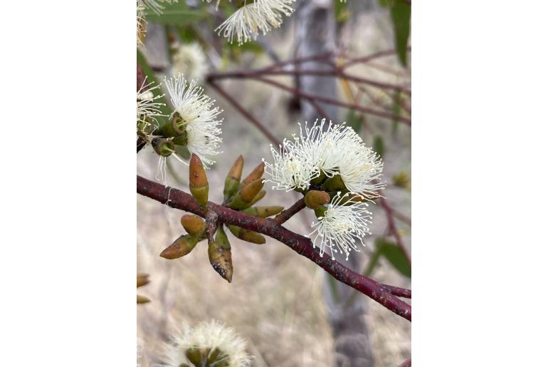 Eucalyptus x crispata 2842