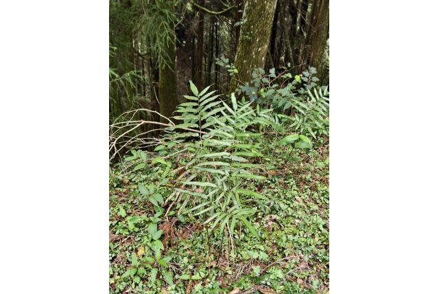 Tussenliggende coniogramme