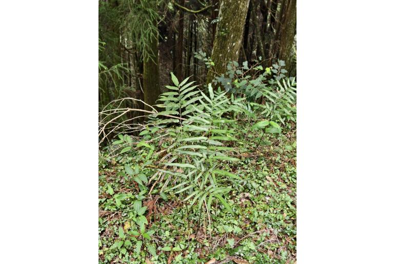 Coniogramme intermedia&nbsp;2843