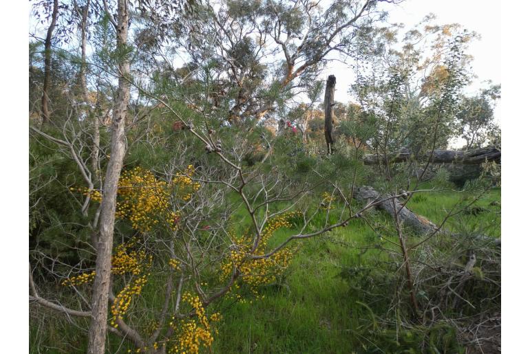 Melaleuca rupestris -2854