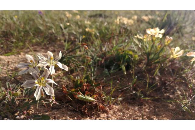 Maximilian's moraea