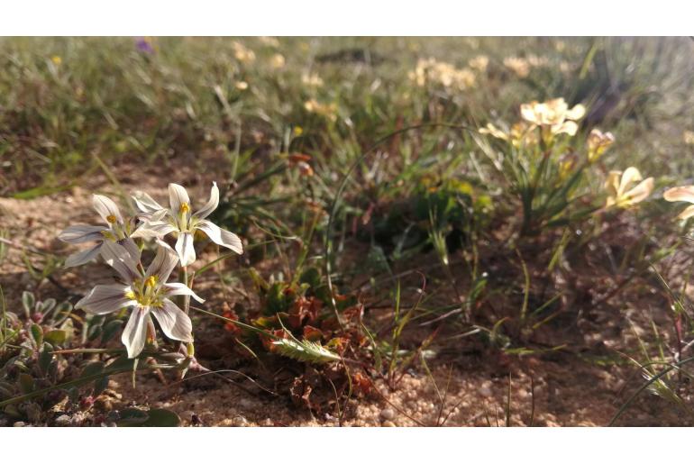 Moraea maximiliani 2856