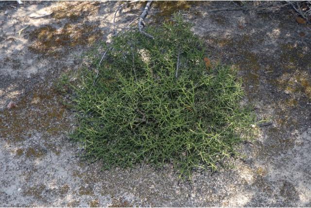 Gelede daviesia