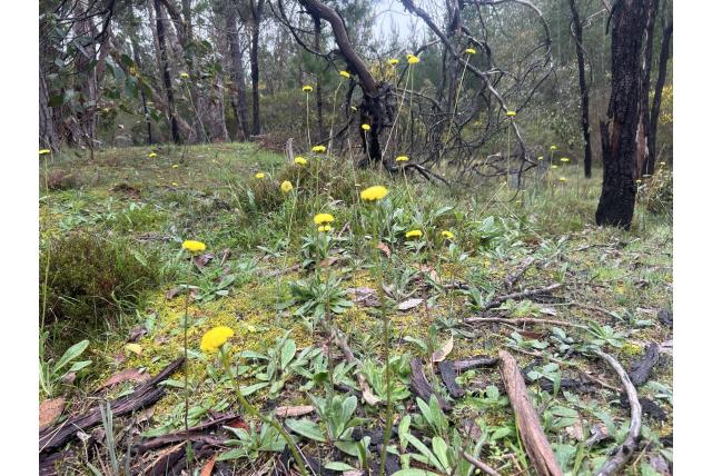 Variabele craspedia Variabele craspedia