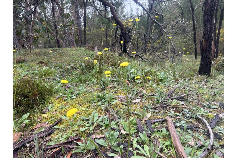 Craspedia variabilis 2864