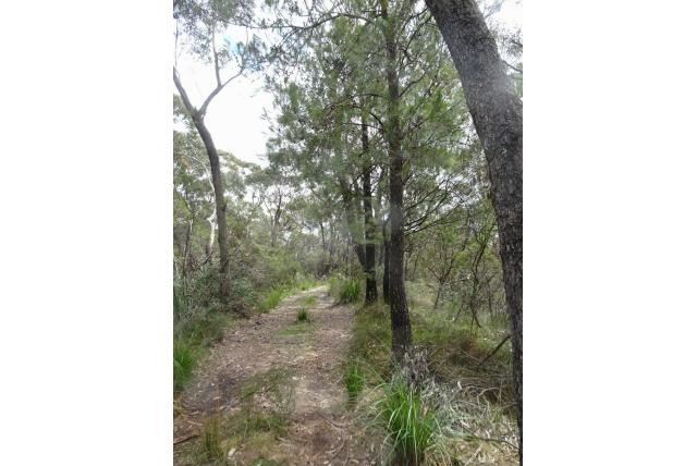Bremstruik casuarina