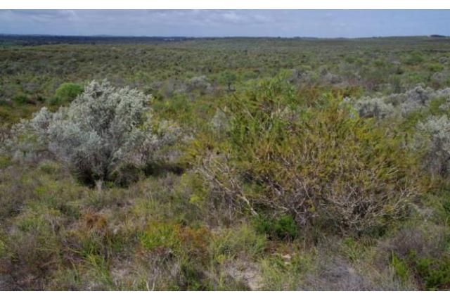 Vier kloven Melaleuca