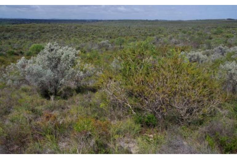 Melaleuca quadrifida -2876