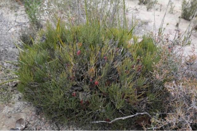 Gebochelde melaleuca