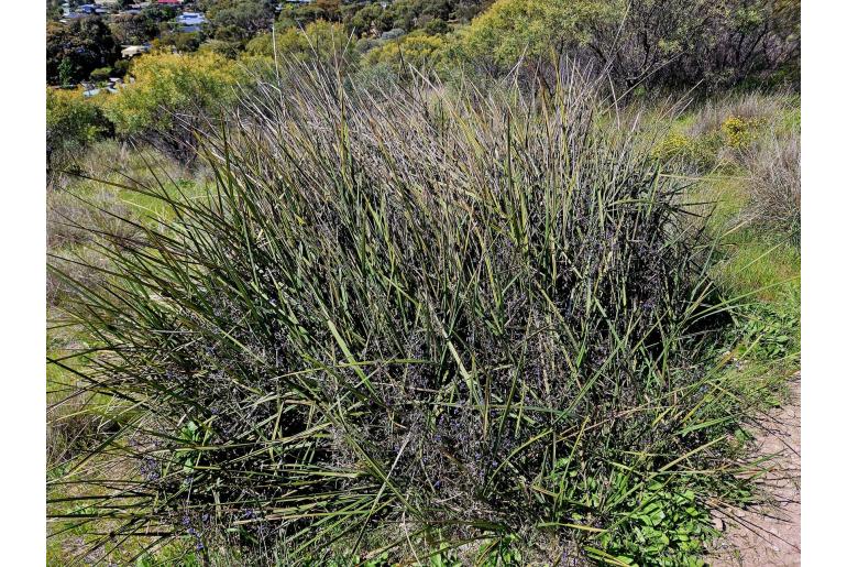 Dianella brevicaulis -2879