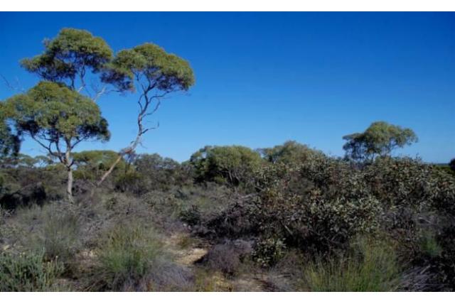 Peer-fruitig Eucalyptus Peer-fruitig Eucalyptus