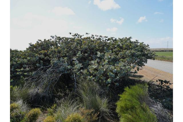 Blauwgrijs Eucalyptus met rode bloemen Blauwgrijs Eucalyptus met rode bloemen