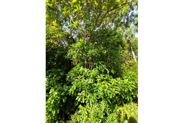 Melicytus met bloemen op oudere stelen
