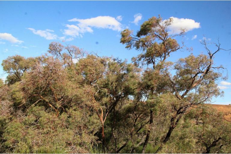 Eucalyptus crucis ssp lanceolata 2915
