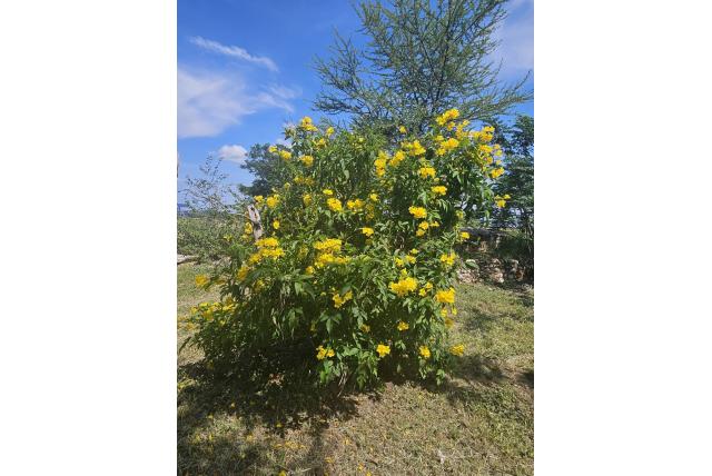 Gele bignonia