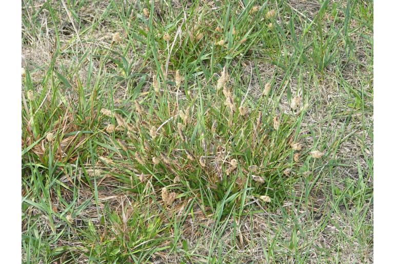 Carex distans -2921