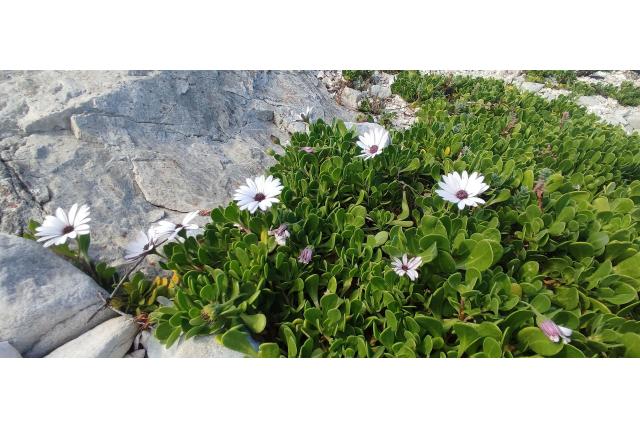 Afrikaanse margriet
