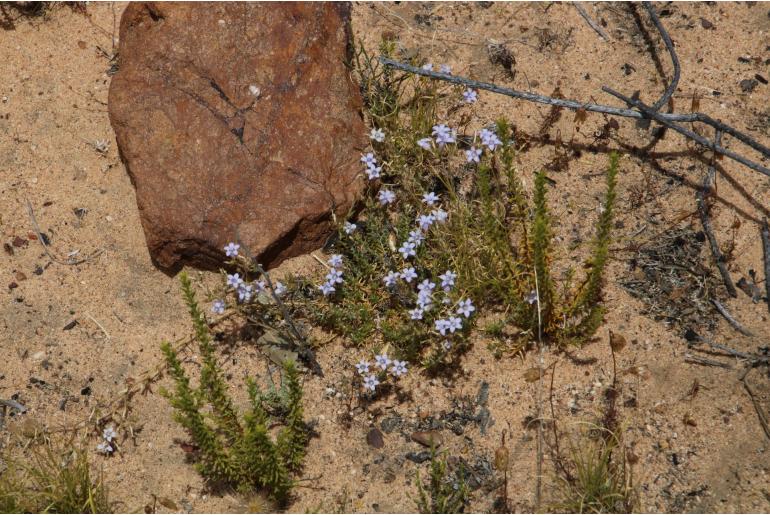 Wahlenbergia oxyphylla 2931