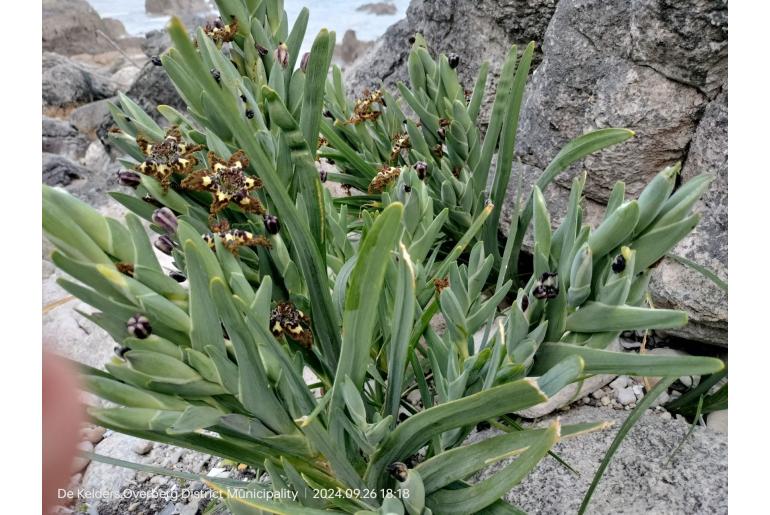 Ferraria crispa -2950